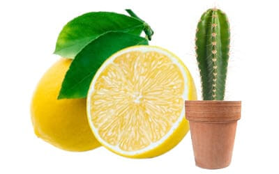cactus citron